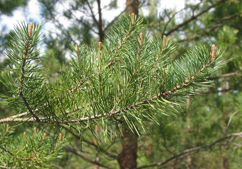 Starting a fire with pine needles